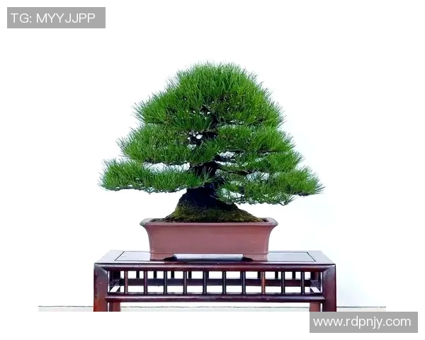 盆栽养护全指南：从选择土壤到日常管理的细节与技巧