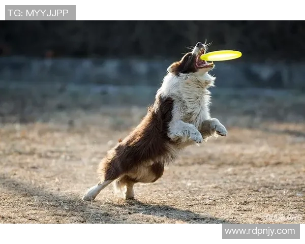 北京飞盘队速度对比深度解析与战术优势探讨 北京飞盘队速度对比深度解析与战术优势探讨